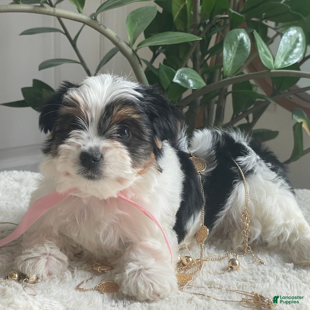 Biewer Terrier dogs for sale: Tessie - Ad 7