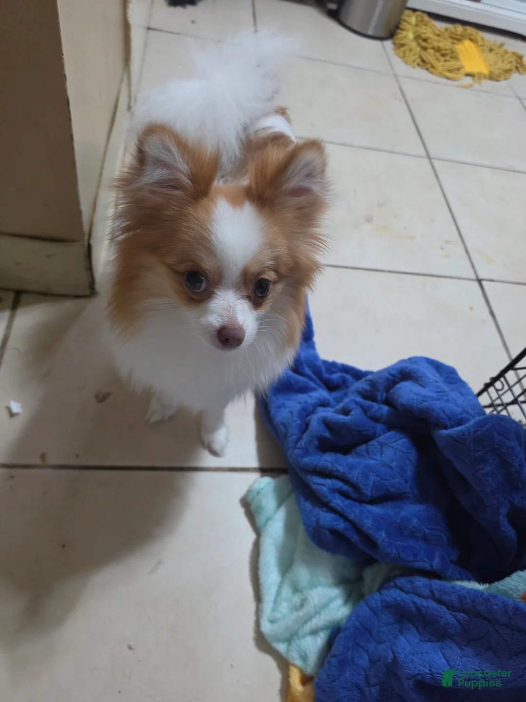 Pomeranian dogs for sale: Kaiser - Ad 2