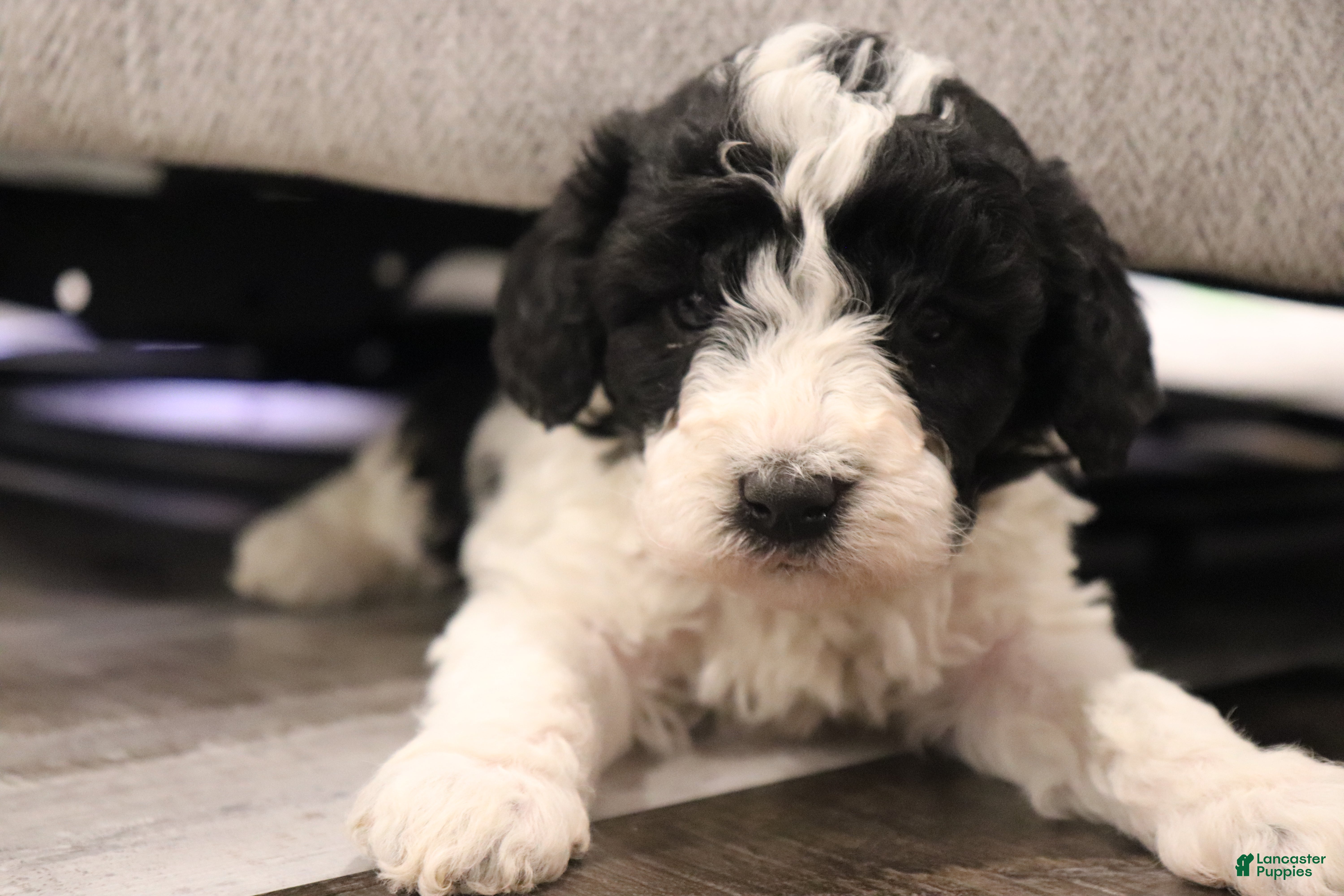 Miniature Poodle dogs Mabel - Ad 1