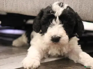 Miniature Poodle dogs for sale: Mabel - Ad 2