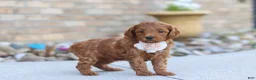 Mini Goldendoodle dogs for sale: Elin - Ad 3