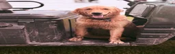 Mixed Breed dogs for sale: CoJo  - Ad 2