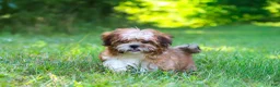 Shih Tzu dogs for sale: Sammy - Ad 9