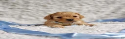 Cavapoo dogs for sale: Presley  - Ad 6