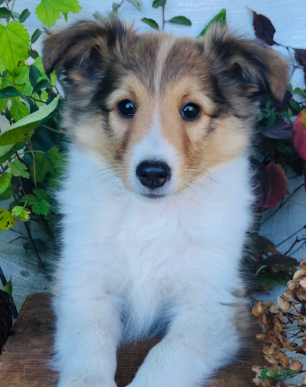 Shetland Sheepdog dogs Wyatt - Ad 7