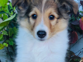 Shetland Sheepdog dogs Wyatt - Ad 16