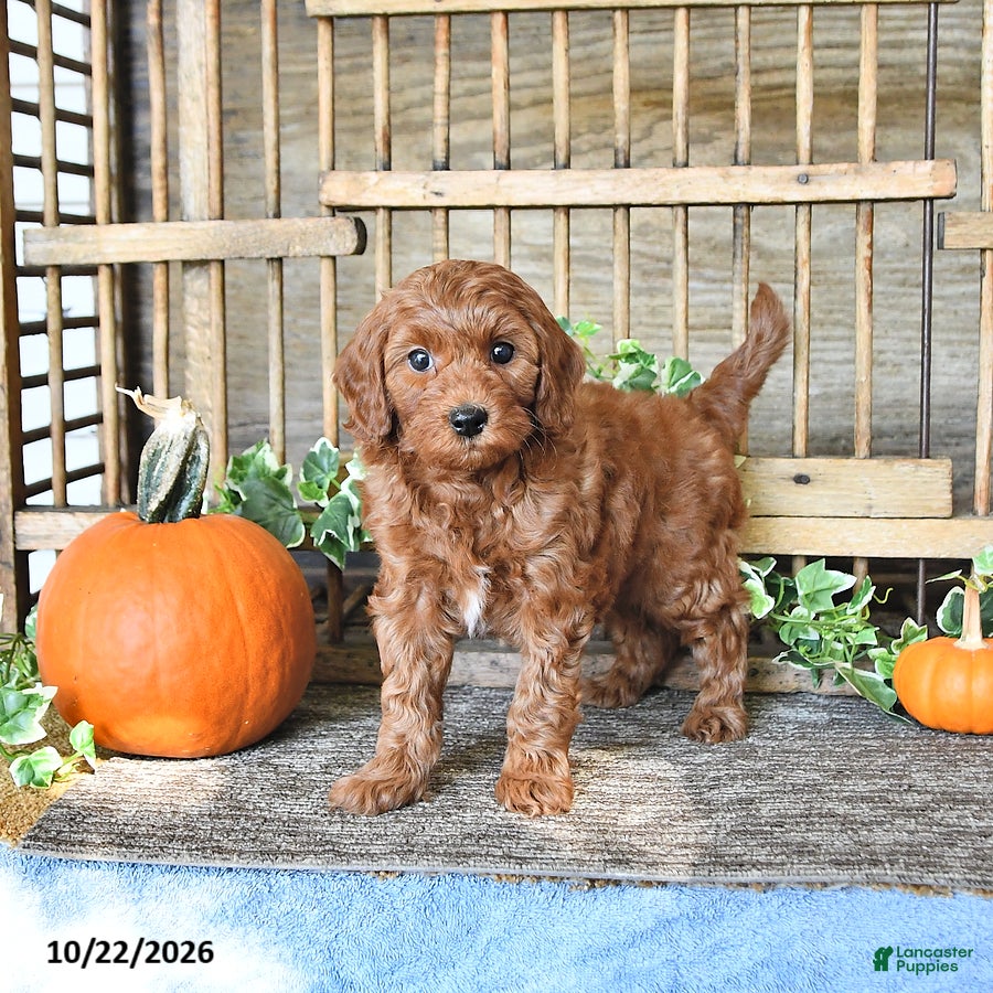 Mini Goldendoodle dogs for sale: Candy - Ad 2