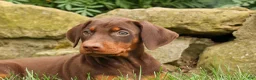 Doberman Pinscher dogs for sale: DIXIE - Ad 7