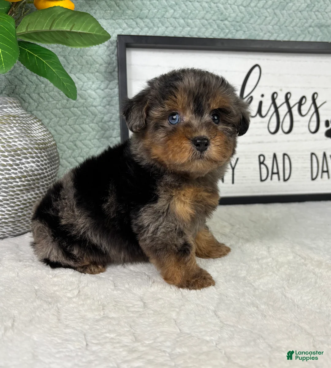 Yorkiepoo dogs for sale: Paxton  - Ad 5