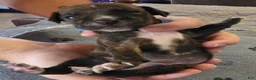 Miniature Pinscher dogs for sale: J-dark blue - Ad 4