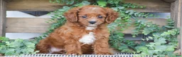 Cavapoo dogs for sale: Duke - Ad 1