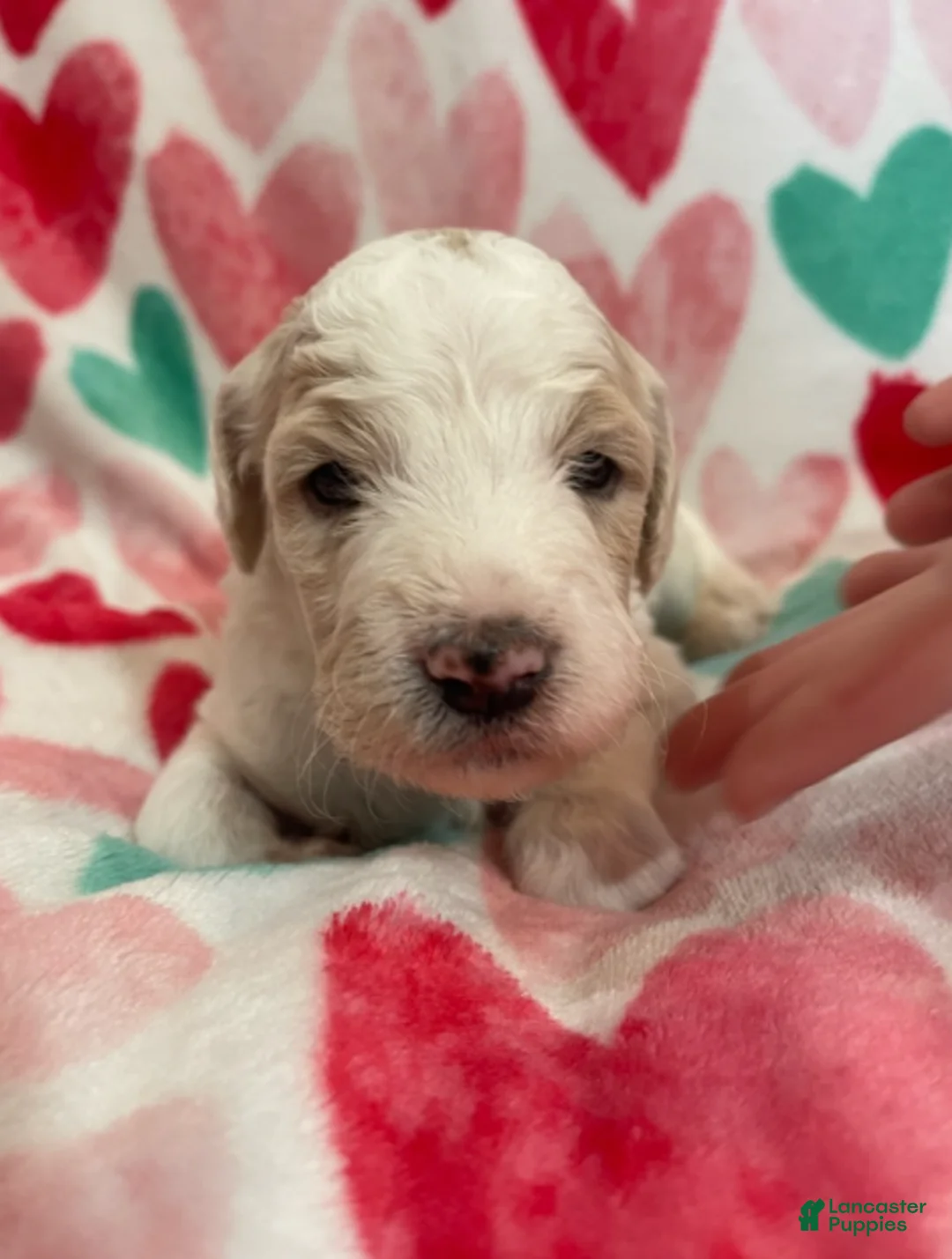 Mixed Breed dogs for sale: Peta - Ad 3