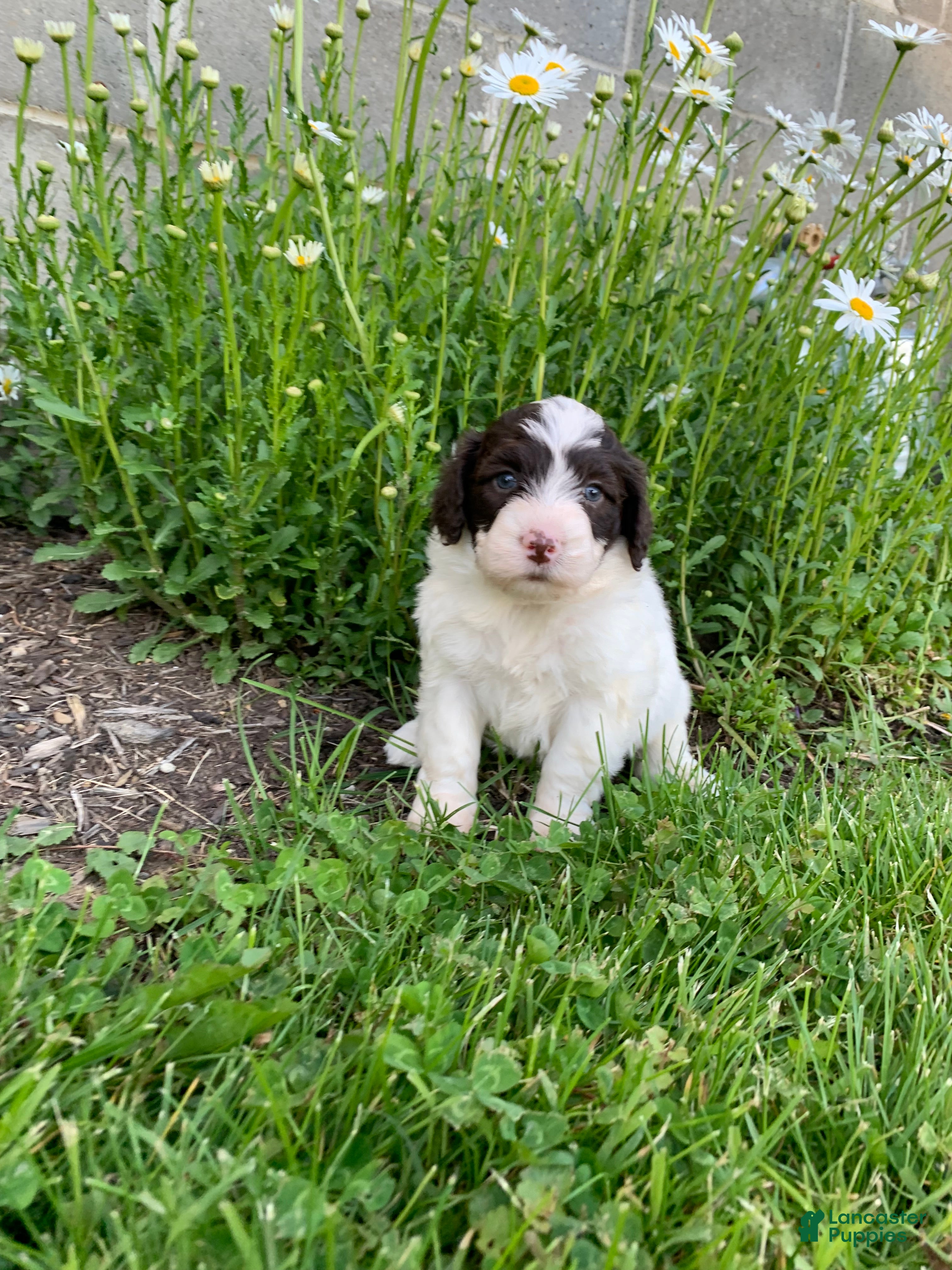 Portuguese Water Dog dogs Mason - Ad 2