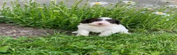 Portuguese Water Dog dogs for sale: Macy - Ad 2