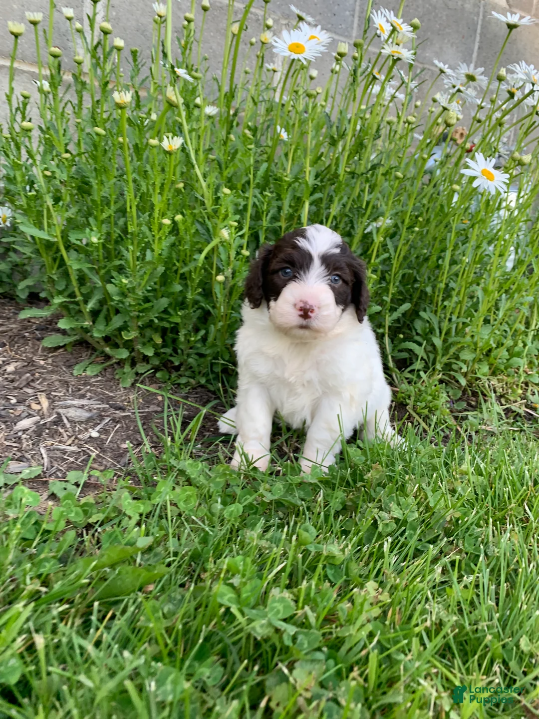 Portuguese Water Dog dogs for sale: Macy - Ad 2