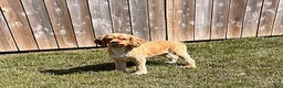 Cocker Spaniel dogs for sale: Jackson - Ad 4