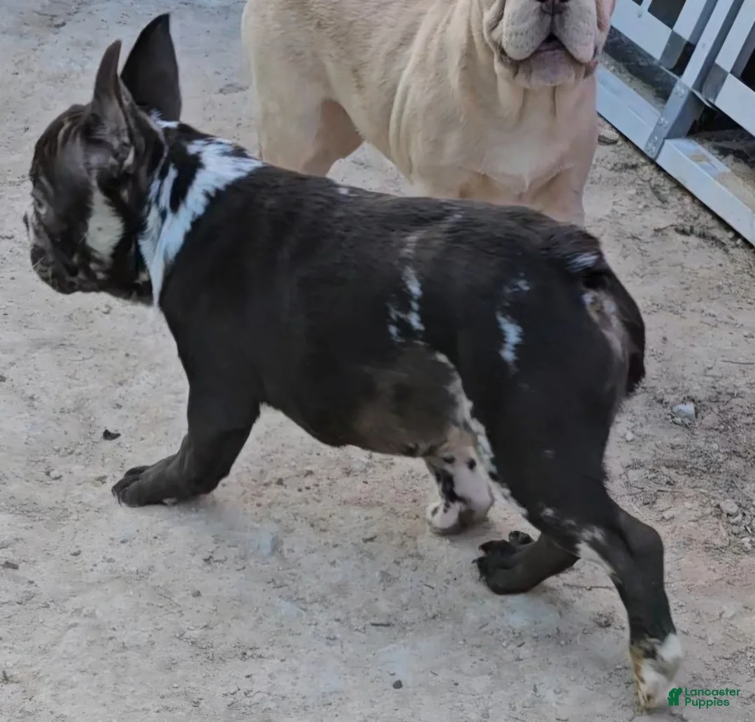 French Bulldog dogs for sale: French Bulldog Puppy 1 - Ad 10