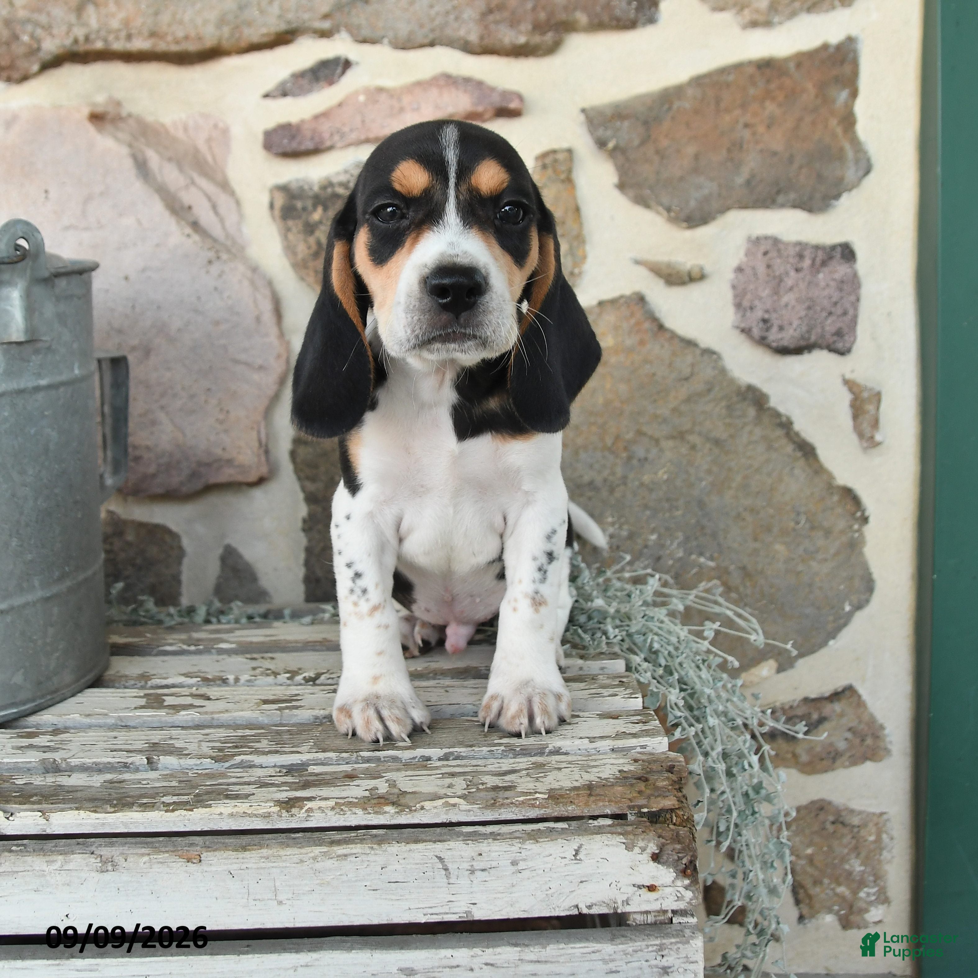 Beagle dogs Major - Ad 1
