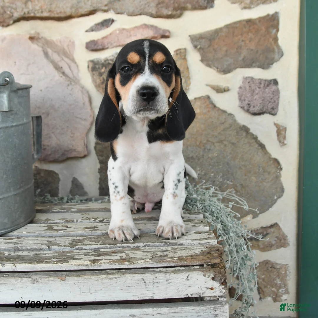 Beagle dogs for sale: Major - Ad 1