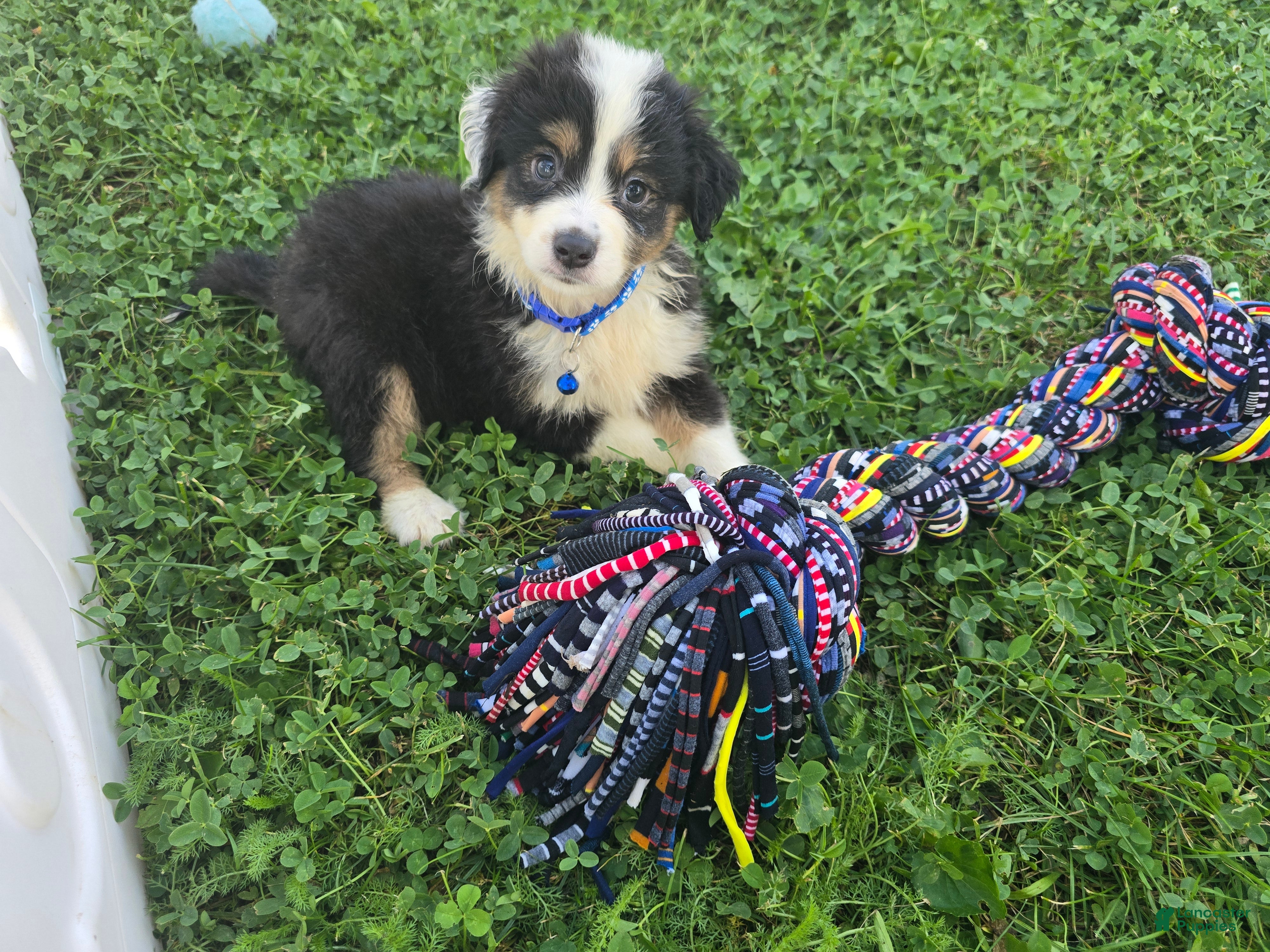 Australian Shepherd