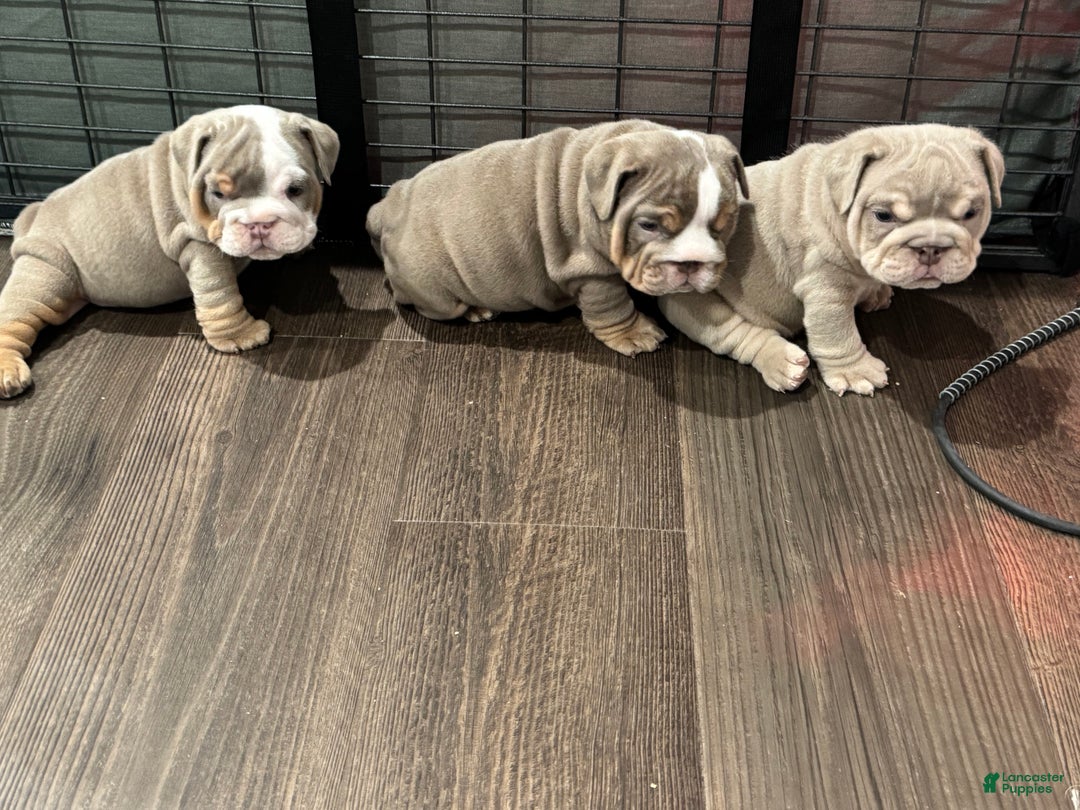 English Bulldog dogs for sale: English Bulldog Puppy 3 - Ad 4