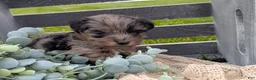 Havapoo dogs for sale: Hazel - Ad 3