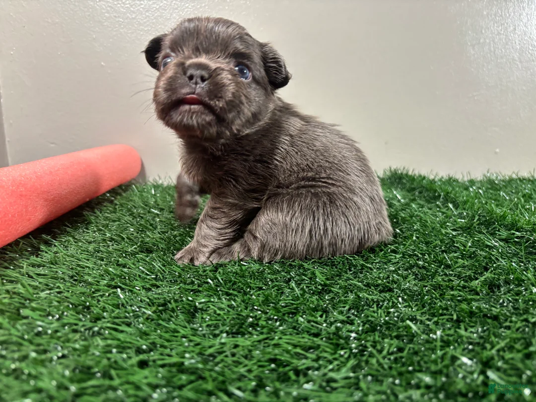 French Bulldog dogs for sale: Molly - Ad 1