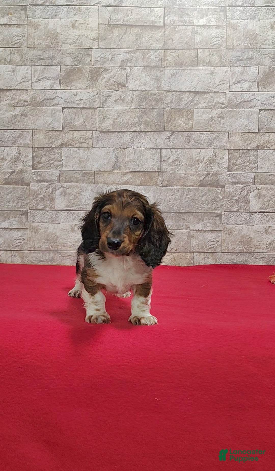 Miniature Dachshund dogs Stanley - Ad 1