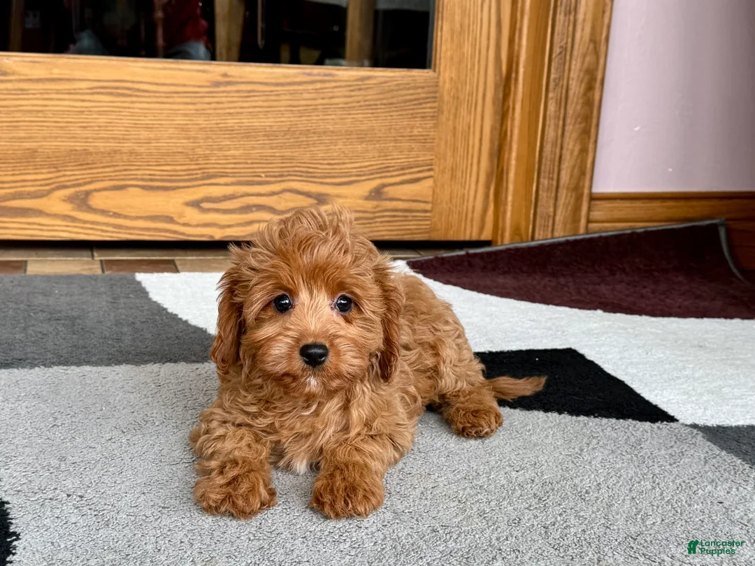 Cockapoo dogs for sale: Leona F1b - Ad 6
