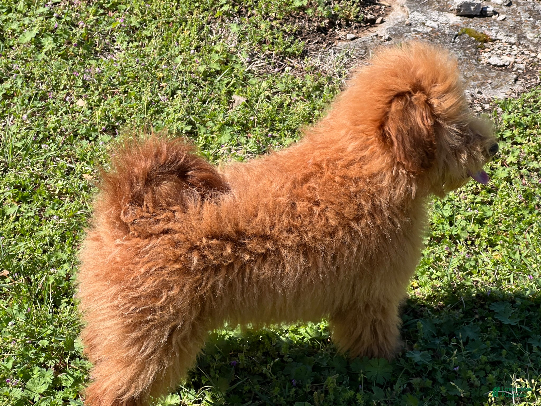 Goldendoodle dogs Goldendoodle Puppy 1 - Ad 2