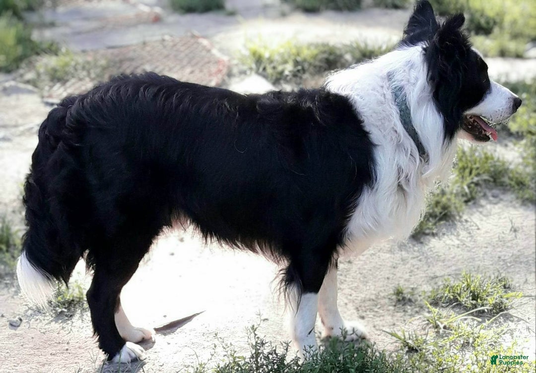 Border Collie dogs for sale: Finn - Ad 3