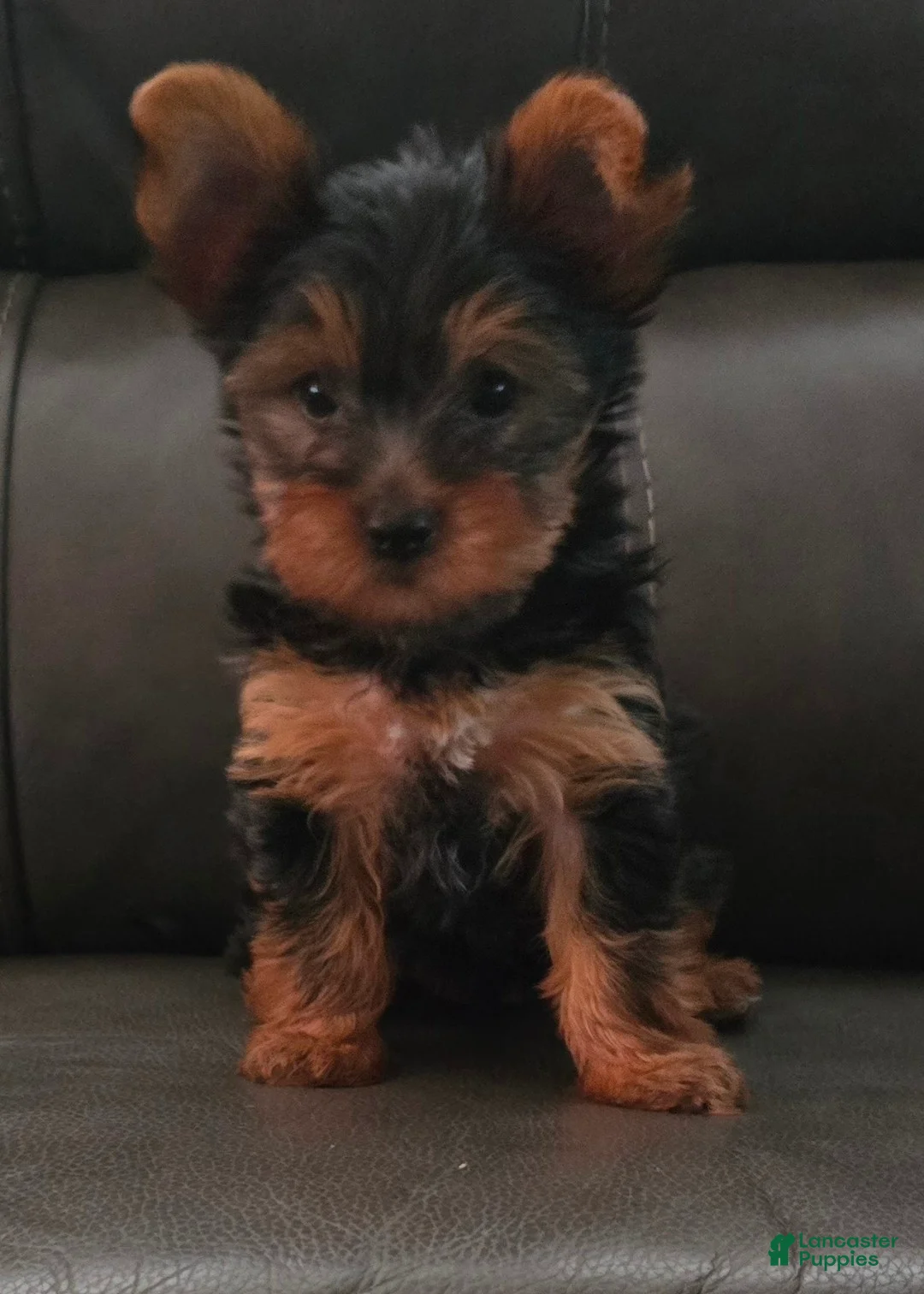 Yorkshire Terrier dogs for sale: Baby - Ad 1