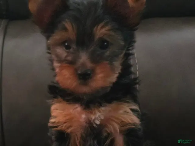 Yorkshire Terrier dogs Baby - Ad 1