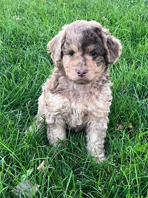 Mini Aussiedoodle dogs Hazel Miniature Aussiedoodle  - Ad 2