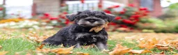 Miniature Schnauzer dogs for sale: Everest - Ad 3