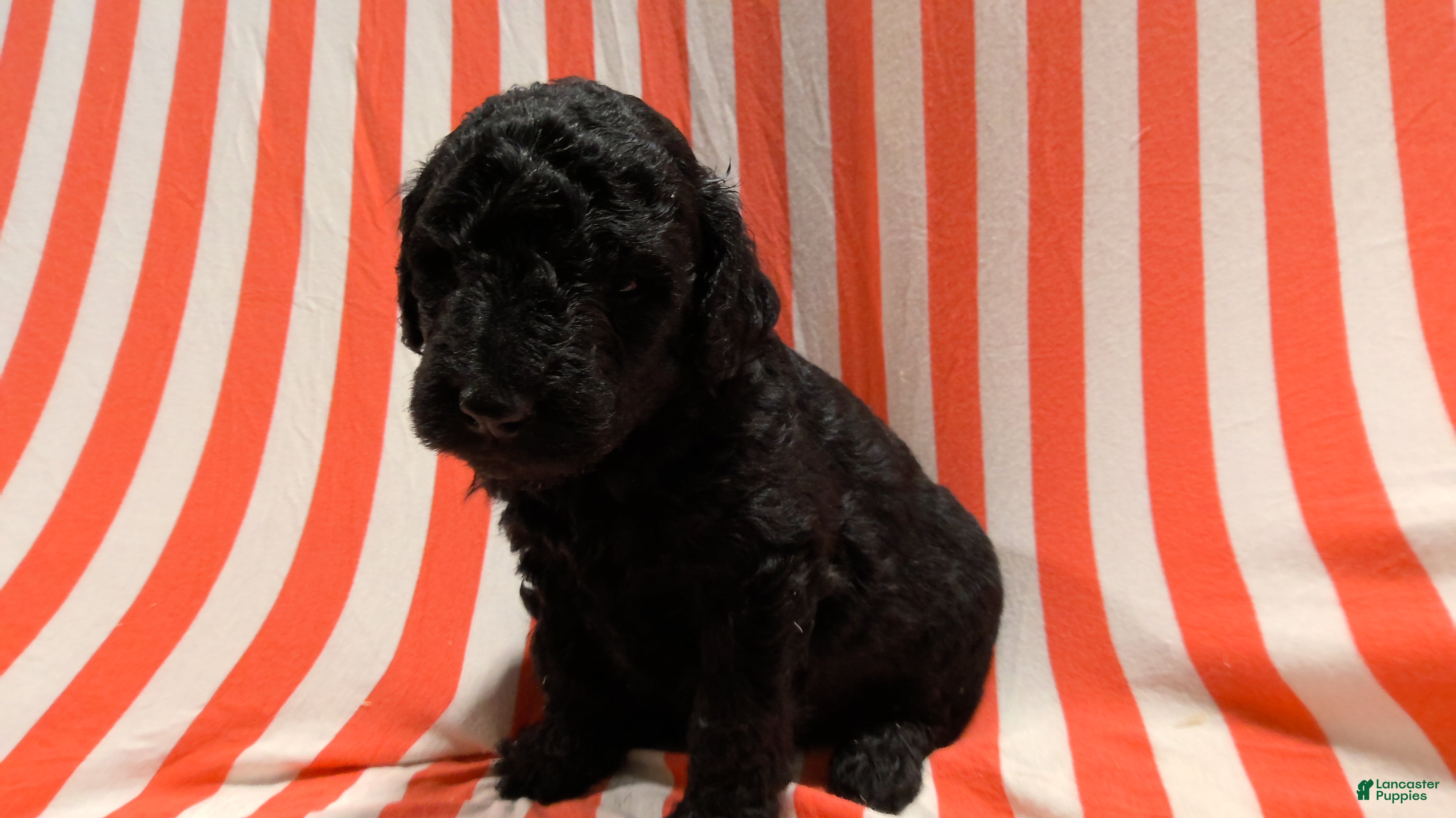 Mini Goldendoodle dogs Marcy - Ad 1