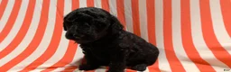 Mini Goldendoodle dogs for sale: Marcy - Ad 6