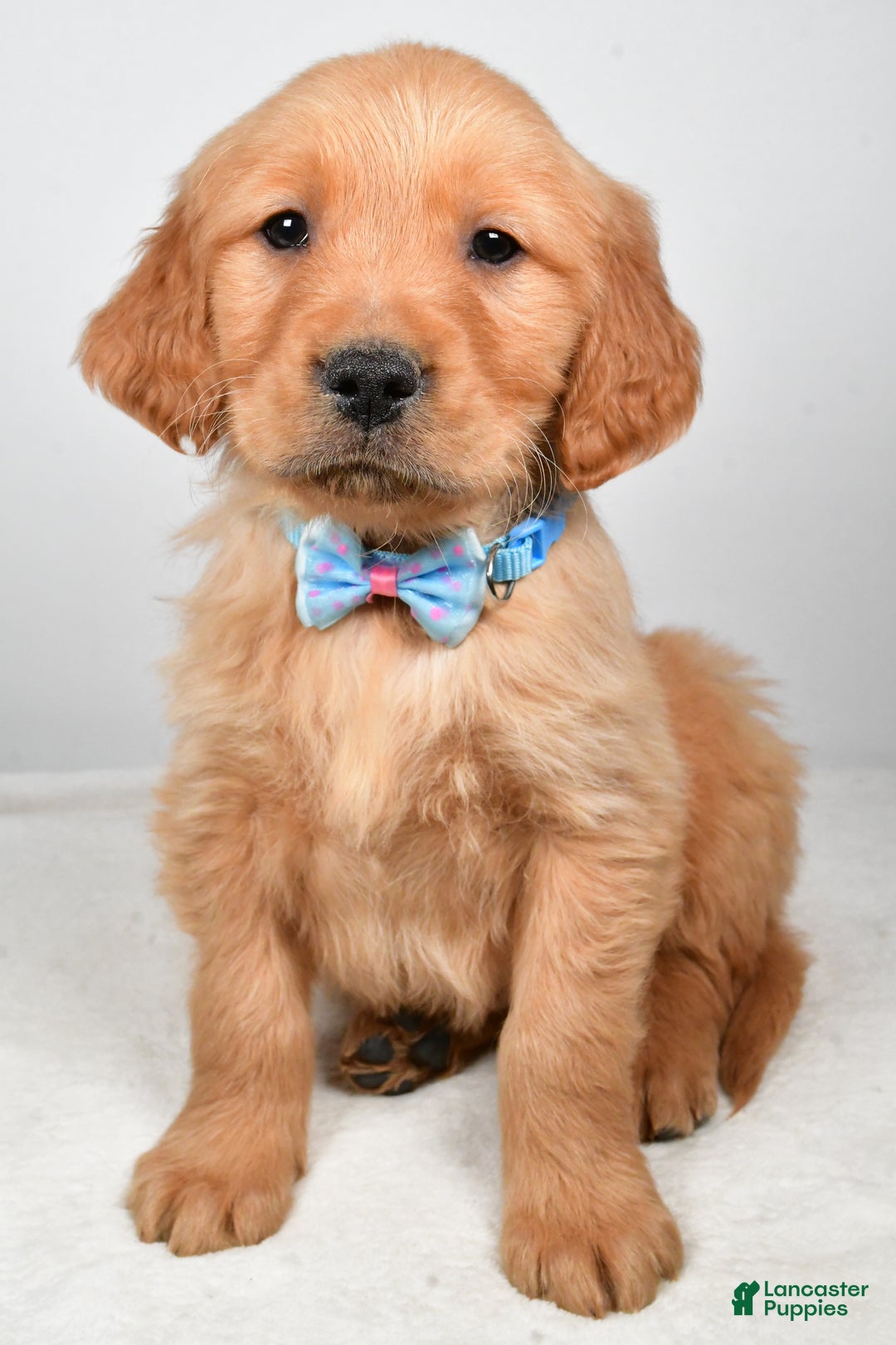 Golden Retriever dogs for sale: Kevin - Ad 7