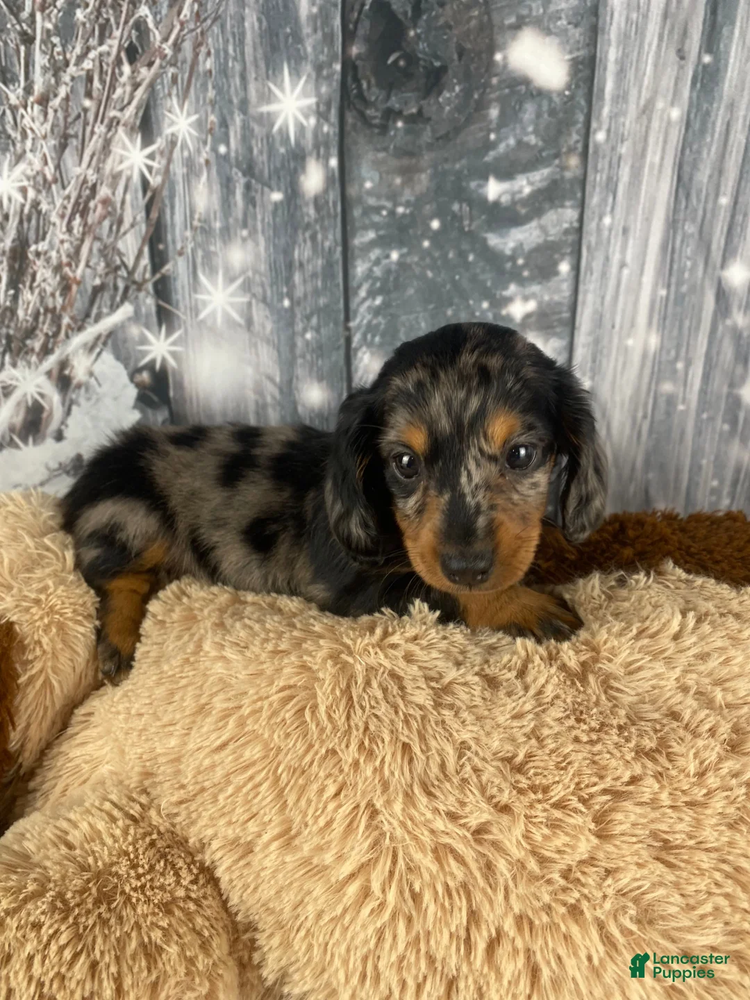 Miniature Dachshund dogs for sale: Molly - Ad 8