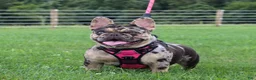 French Bulldog dogs for sale: Bentley - Ad 4