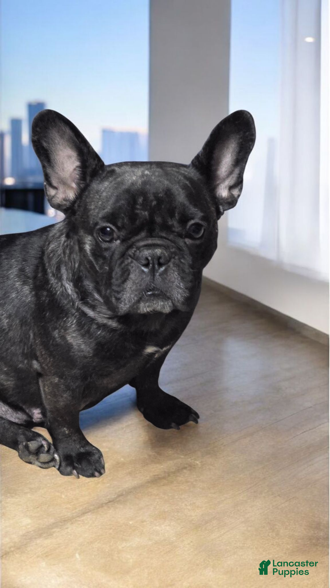 French Bulldog dogs for sale: French Bulldog Lucy - Ad 6