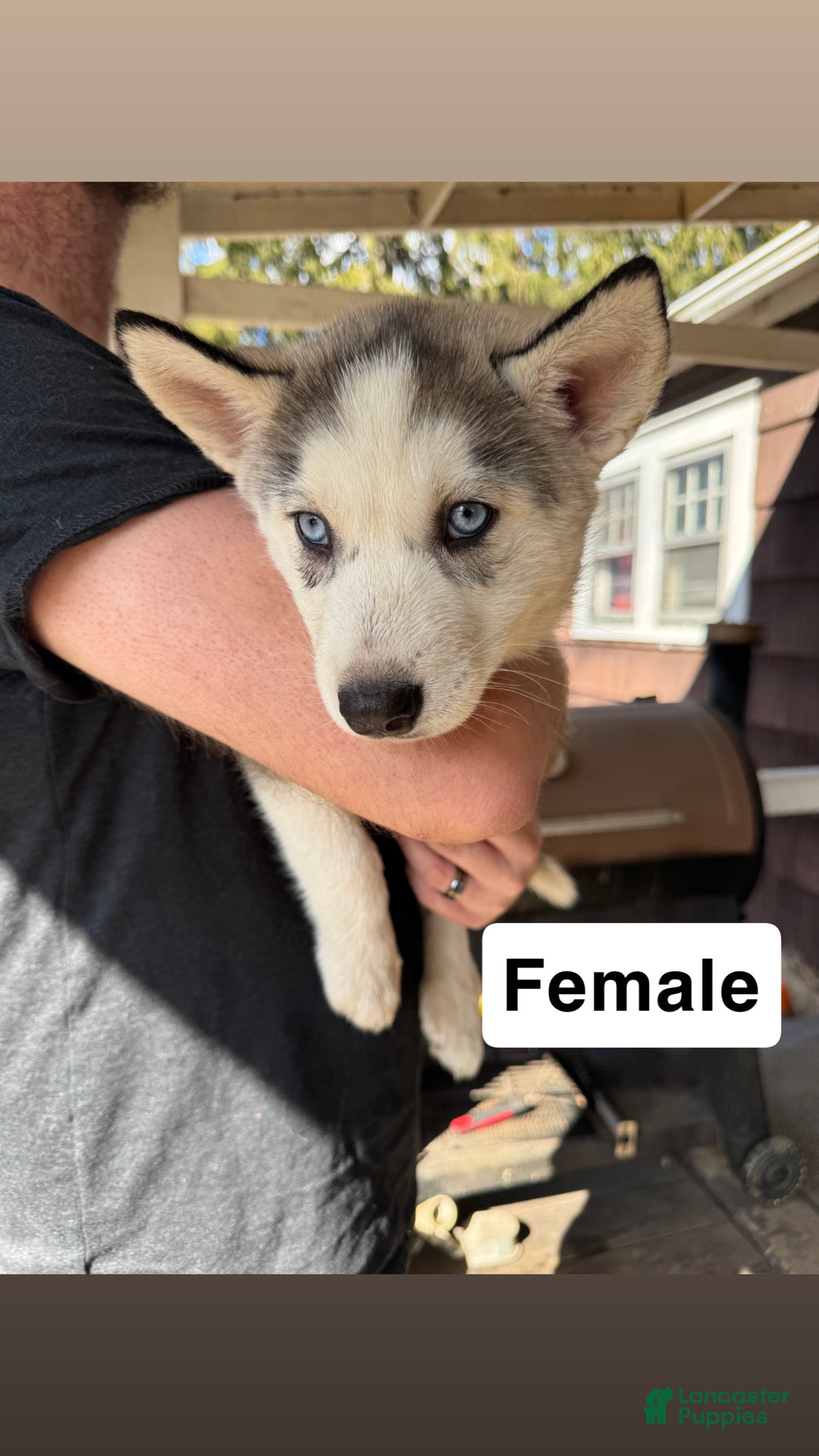 Siberian Husky dogs Stella - Ad 23