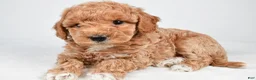 Maltipoo dogs for sale: Piper - Ad 4