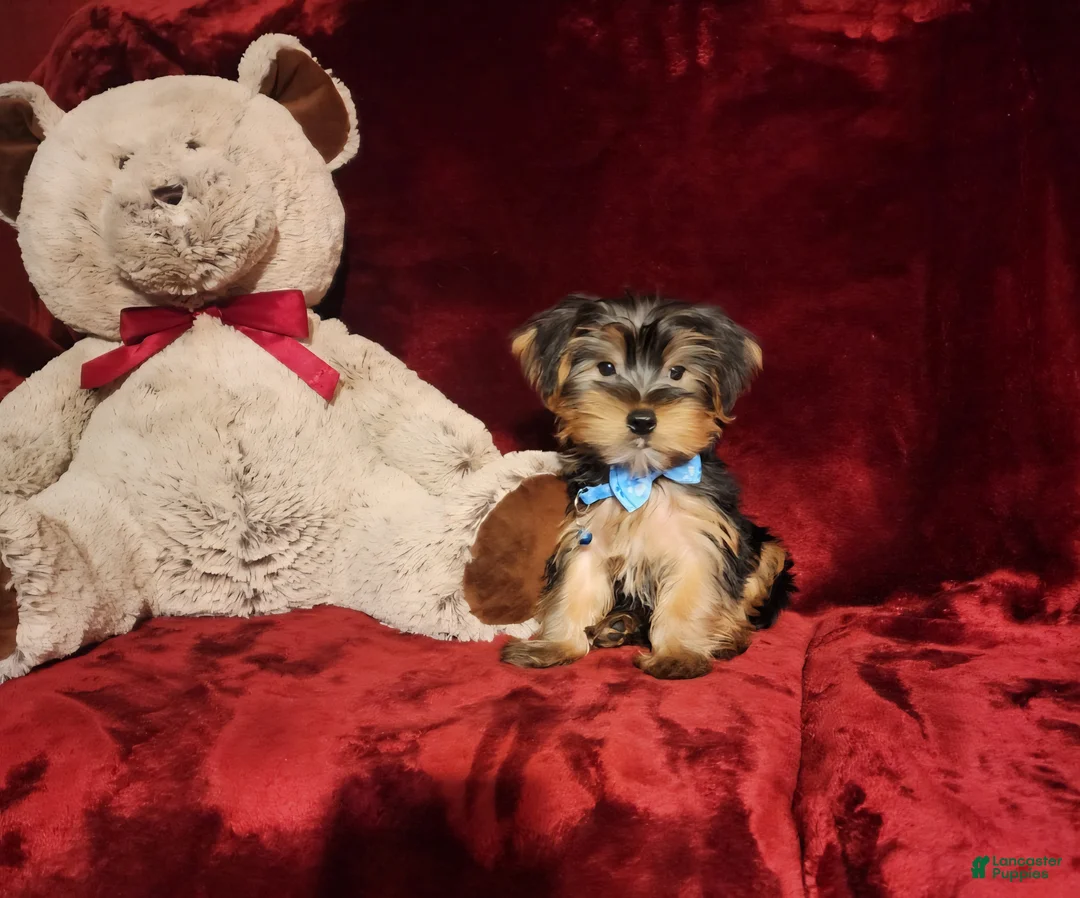 Yorkshire Terrier dogs for sale: LOUIE - Ad 1