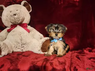 Yorkshire Terrier dogs LOUIE - Ad 19