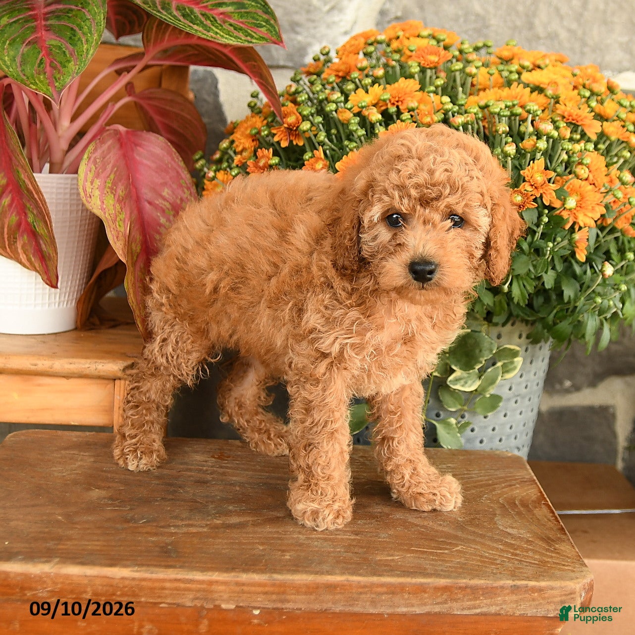 Miniature Poodle dogs for sale: Carla - Ad 3