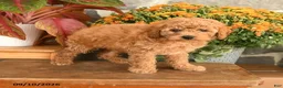 Miniature Poodle dogs for sale: Carla - Ad 1