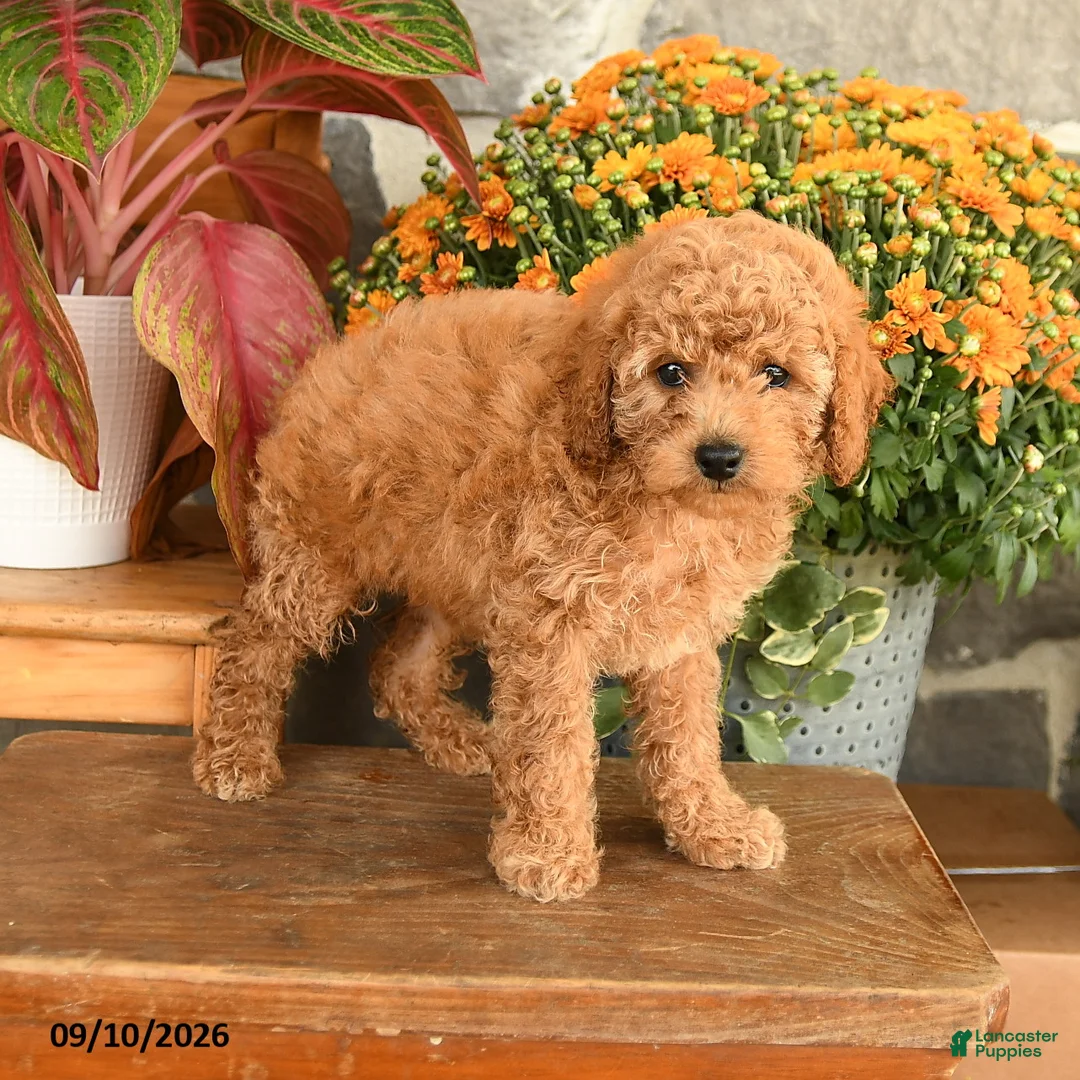 Miniature Poodle dogs for sale: Carla - Ad 1