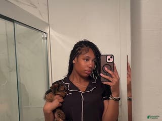 Yorkiepoo dogs Yorkiepoo Puppy 2 - Ad 19