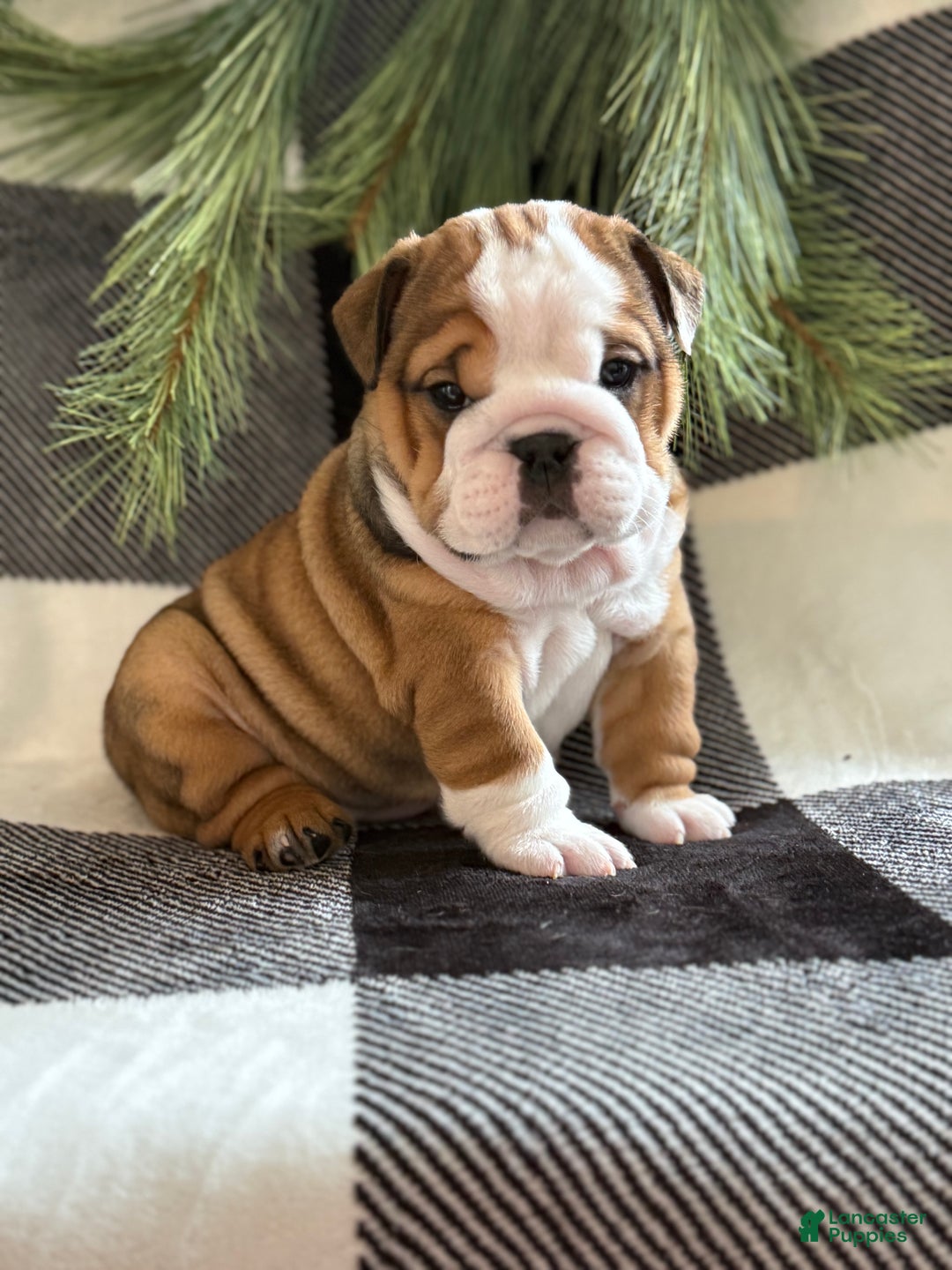 English Bulldog dogs for sale: Holly - Ad 3